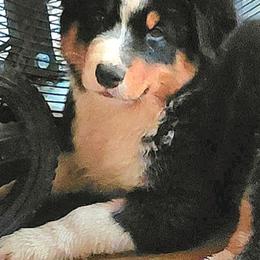 KNIGHT - Black tri-color male Australian Shepherd puppy in Elk Creek, Missouri from Hearts on Fire Australian Shepherds