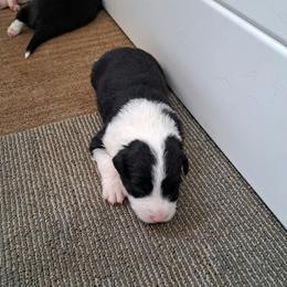 Girl 3 - female Border Collie puppy in Oregon from Shane Harley Stock Dogs