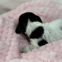 Black pie roan - Piebald female Dachshund puppy in Nashville, Arkansas from Whisenhunt Farms