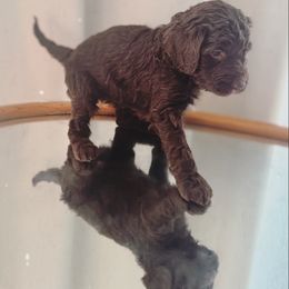 Caddie - Brown and white female Bernedoodle puppy in Orland, California from Shockley’s Elite Doodles