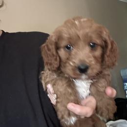 Willy - Red male Cavapoo puppy in Mint Hill, North Carolina from DoodleForever