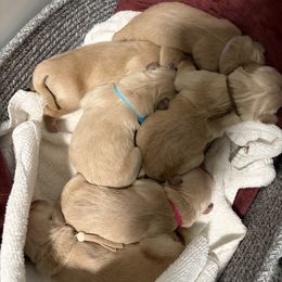 Brown collar - Light golden male Golden Retriever puppy in Lehi, Utah from Open Star Goldens