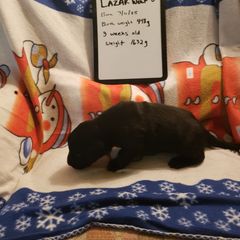 Lazar Wolf - Black male Flat-Coated Retriever puppy in Stillwater, Minnesota from Whirlwind Flat-Coated Retrievers