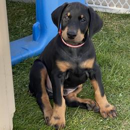 Doberman Pinscher Puppies from Jensen Dobermans