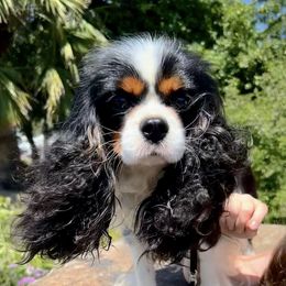 Breeze - Cavalier King Charles Spaniel