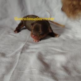 Cher - Chocolate tan and white female Biewer Terrier puppy in Memphis, Tennessee from Thorntons Fur Crew