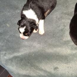 Tbd - Black tri-color male Australian Shepherd puppy in Luther, Michigan from Pine River Australian Shepherds