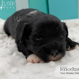 Rhodes - Black and white male Shorkie puppy in Scottsdale, Arizona from Lil Luxe Pups