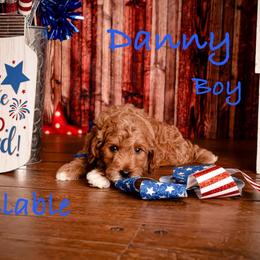 Danny - Red  male Goldendoodle puppy in Syracuse, Utah from 2 Bros Doodles