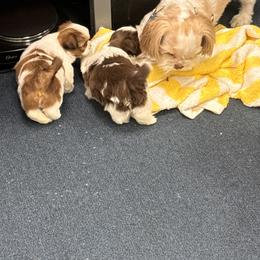 Shih Tzu Puppies from Wood Foo Breeders