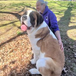Hadassah - Saint Bernard