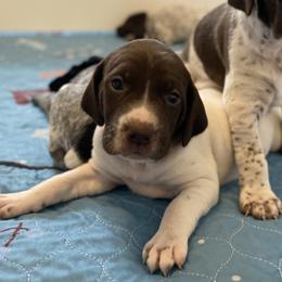 Baby Blue - Liver and white female German Shorthaired Pointer puppy in Hot Springs, Virginia from Thunder Mountain Gun Dogs