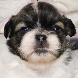 Vanilla Bean - White female Tibetan Spaniel puppy in Vancouver, Washington from Trillium Tibetan Spaniels