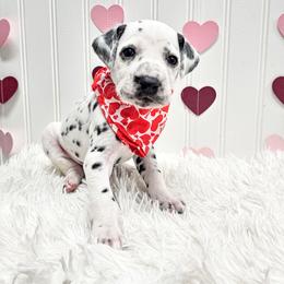 Triton - White and black male Dalmatian puppy in Gray, Georgia from Fuller Spots