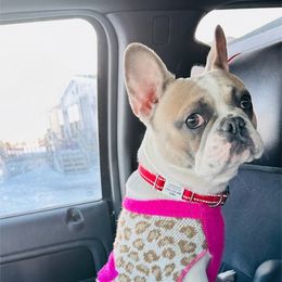 Halo - French Bulldog