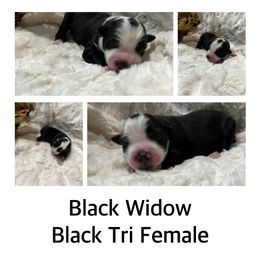 Black Widow - Black tri-color Australian Shepherd puppy in Banning, California from Flying R Aussie Ranch