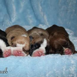 Boxer, Bulldog, and French Bulldog Puppies from Hillview Kennels