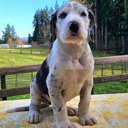 Patch - Mantle merle male Great Dane puppy in Castle Rock, Washington from Uber Alles Great Danes