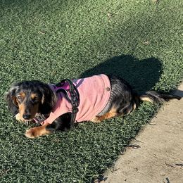 Dachshunds from Long Little Doggies