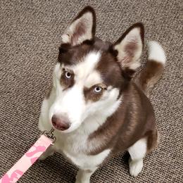 Nastashia  - Siberian Husky