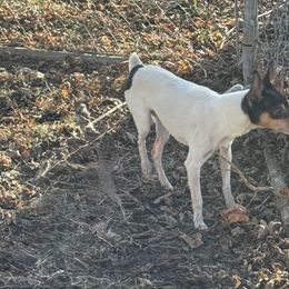 Nelson - Toy Fox Terrier