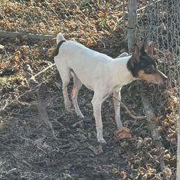 Nelson - Toy Fox Terrier