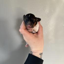 Chuck - Red male Dachshund puppy in Mount Vernon, Ohio from Double A Dachshunds