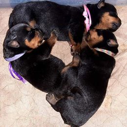 Rottweiler Puppies from C&C Royal Rottweilers