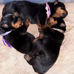 Rottweiler Puppies from C&C Royal Rottweilers