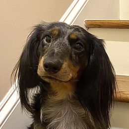 Max - Dachshund
