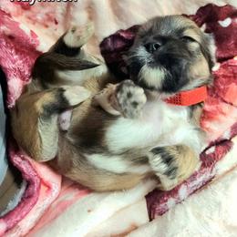 Haymitch - Brown male Lhasa Apso puppy in Jefferson, New York from Absolute Lhasa Love