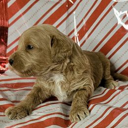Prancer (Orange) - Cream male Goldendoodle puppy in Peoria,  Az, Arizona from Not Just "Golden" Doodles