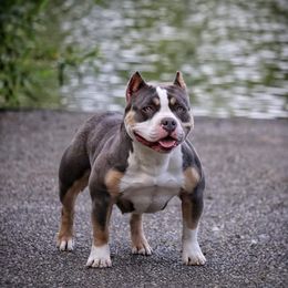American Bully Puppies from Sky River Bullies