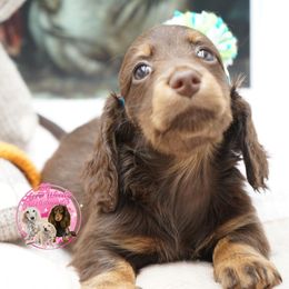 Roo - Chocolate and cream male Dachshund puppy in Big Rapids, Michigan from 30 Acre Woods Dachshunds