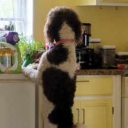 Poodles from Lithony Poodles