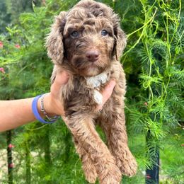 Cappuccino - Red merle male Aussiedoodle puppy in High Point, North Carolina from Kingsfield Doodles