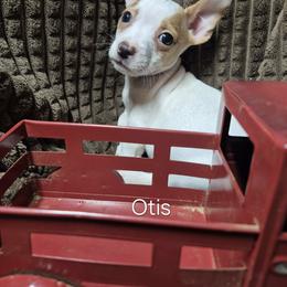 Otis - White and apricot male Teddy Roosevelt Terrier puppy in Murray, Kentucky from Froschwald German Shepherds and Xanadu Teddy Roosevelt Terriers