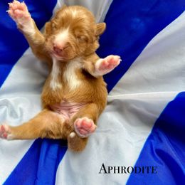 Nova Scotia Duck Tolling Retriever Puppies from Tallyho Tollers