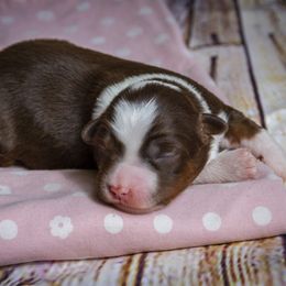 Miniature Australian Shepherd Puppies from Rocky Mountain Mini Aussies
