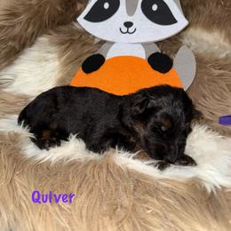 Quiver Purple Collar - Black and red female German Shepherd puppy in Hillsboro, Indiana from Salty Raccoon Ranch German Shepherds