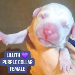Lillith (Purple Collar Female) - White and liver brown female Dalmatian puppy in Raymondville, Missouri from Wagner's Dalmatian's