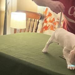 Pointer Puppies from Lake Effect