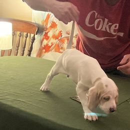 Pointer Puppies from Lake Effect