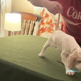 Pointer Puppies from Lake Effect