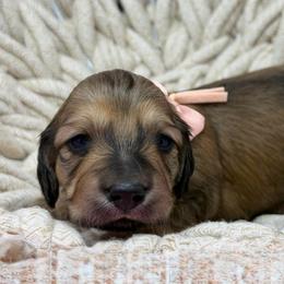 Felicity (happiness, good fortune) - Cream female Dachshund puppy in Murfreesboro, Tennessee from Kimbrie's Dream Cream Doxies