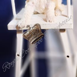 Cockapoo Puppies from Royal Cockapoo Playhouse