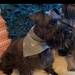 Fancy - Miniature Schnauzer