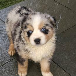 Tuk - Blue merle female Miniature Australian Shepherd puppy in Orrtanna, Pennsylvania from Mountain Top Shepherd's