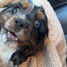 Cocker Spaniels from Chantels Spaniels