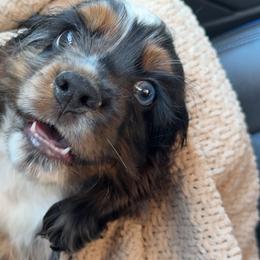 Cocker Spaniels from Chantels Spaniels